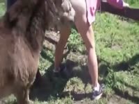 horse fuck